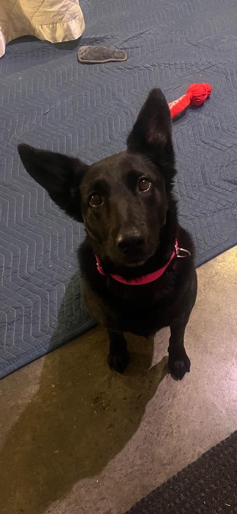 Enlarge Emmy, a Adoptable mixed breed in Sorrento, LA image 3/5