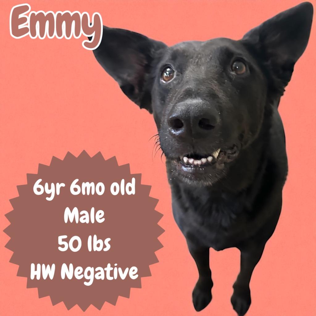 Enlarge Emmy, a Adoptable mixed breed in Sorrento, LA image 4/5