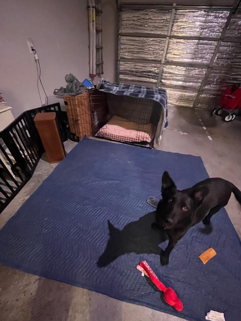 Enlarge Emmy, a Adoptable mixed breed in Sorrento, LA image 5/5