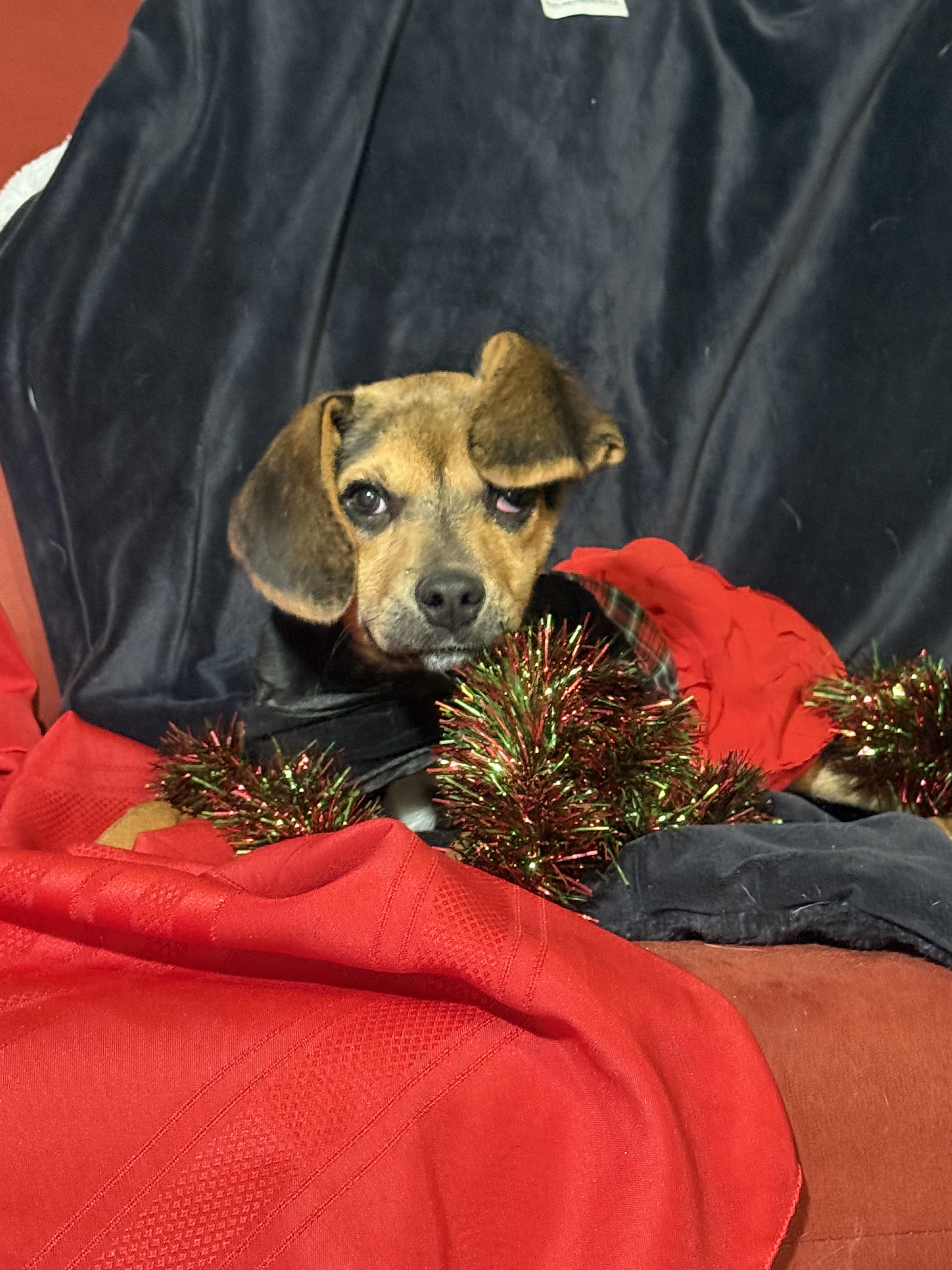 Enlarge Ziti, a Adoptable mixed breed in Ayden, NC image 2/4