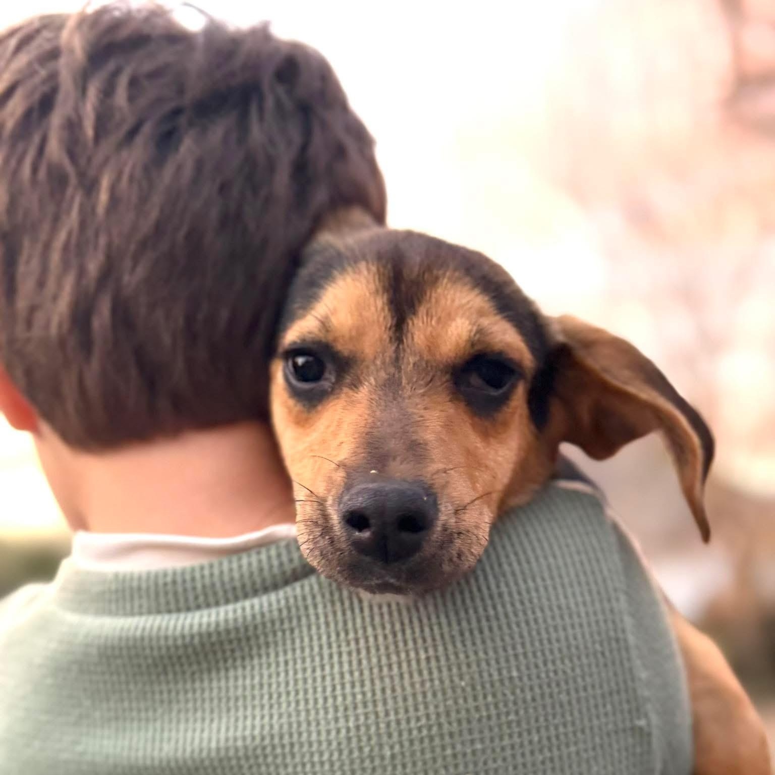 Ziti, Adoptable, Puppy Female Hound.
