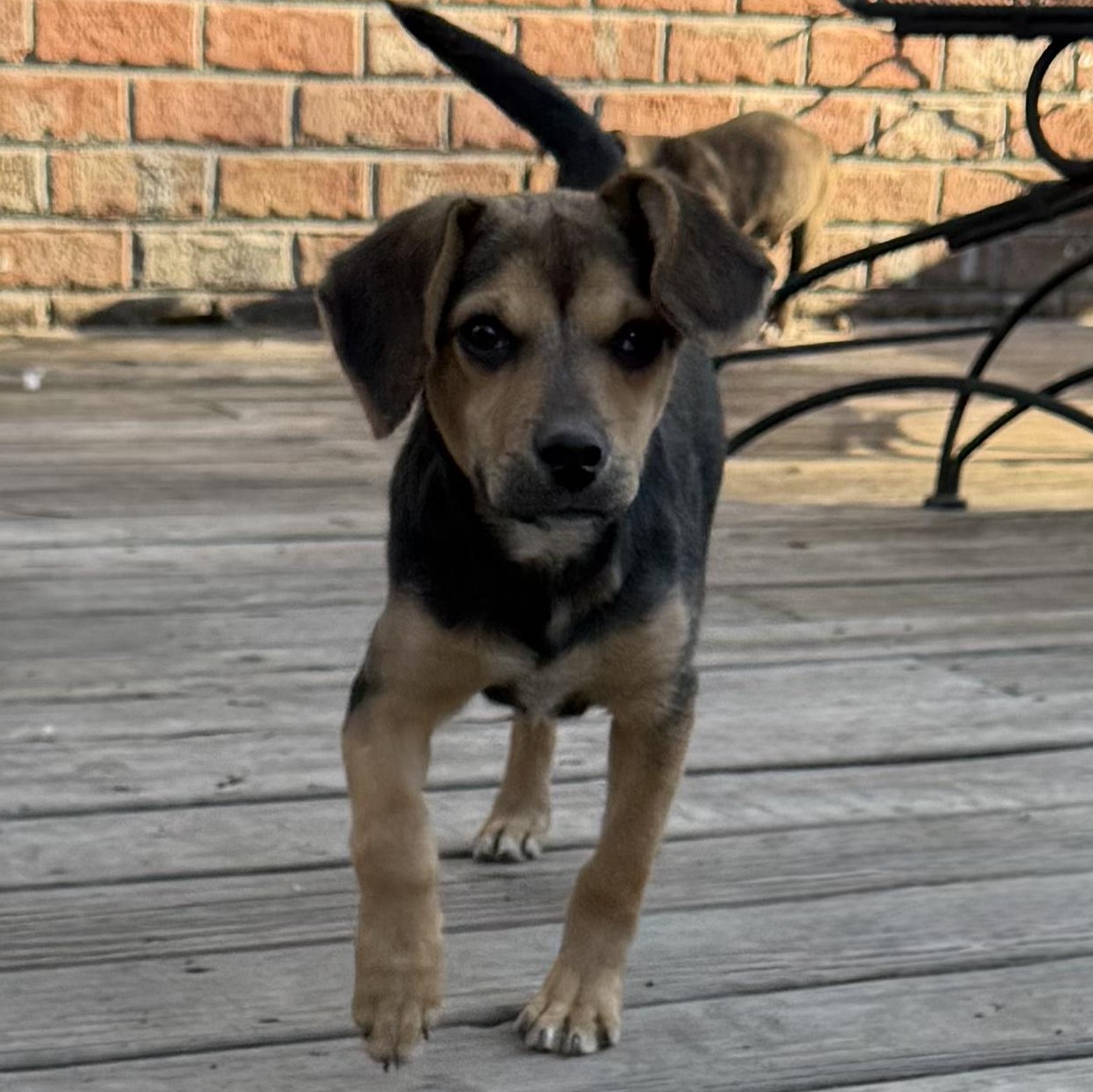 Enlarge Ziti, a Adoptable mixed breed in Ayden, NC image 4/4