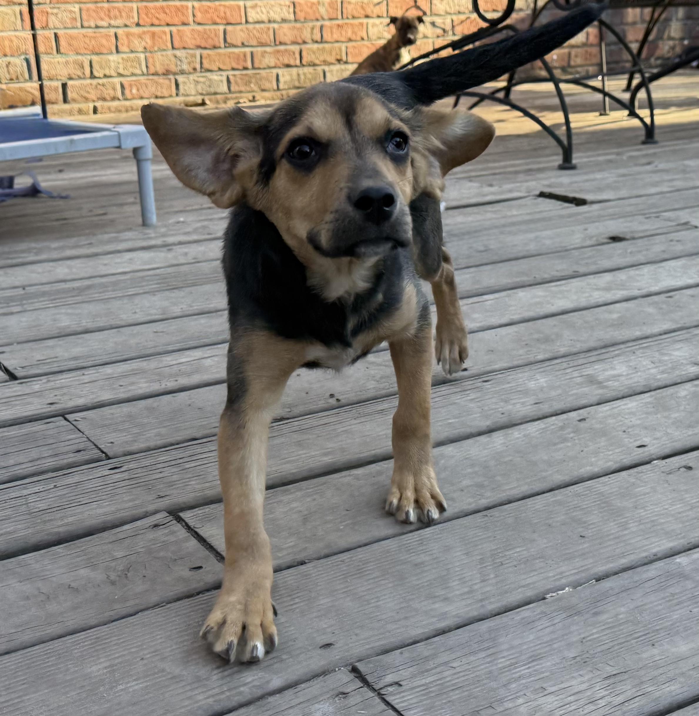 Enlarge Ziti, a Adoptable mixed breed in Ayden, NC image 3/4