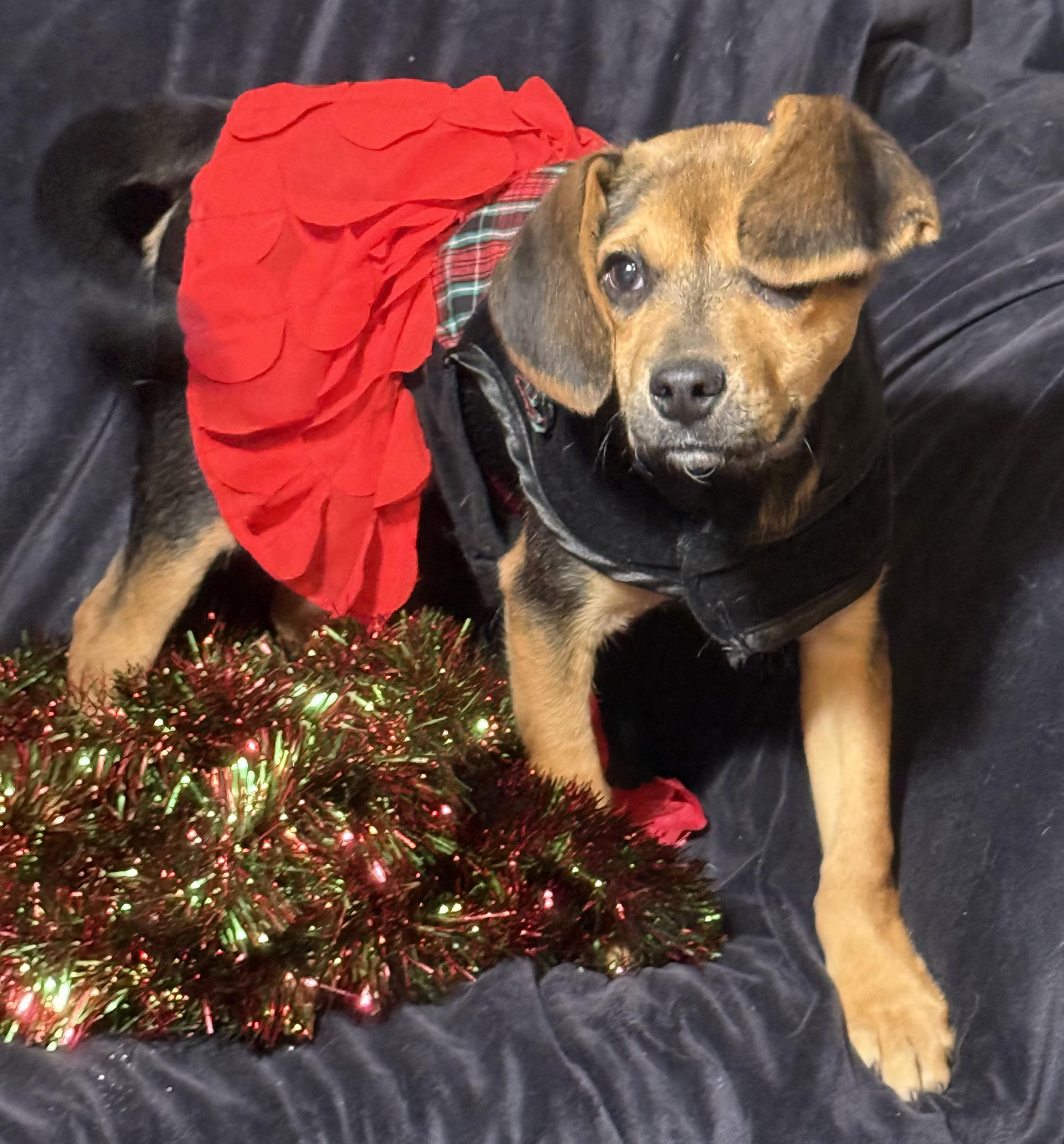 Ziti, Adoptable, Puppy Female Hound.