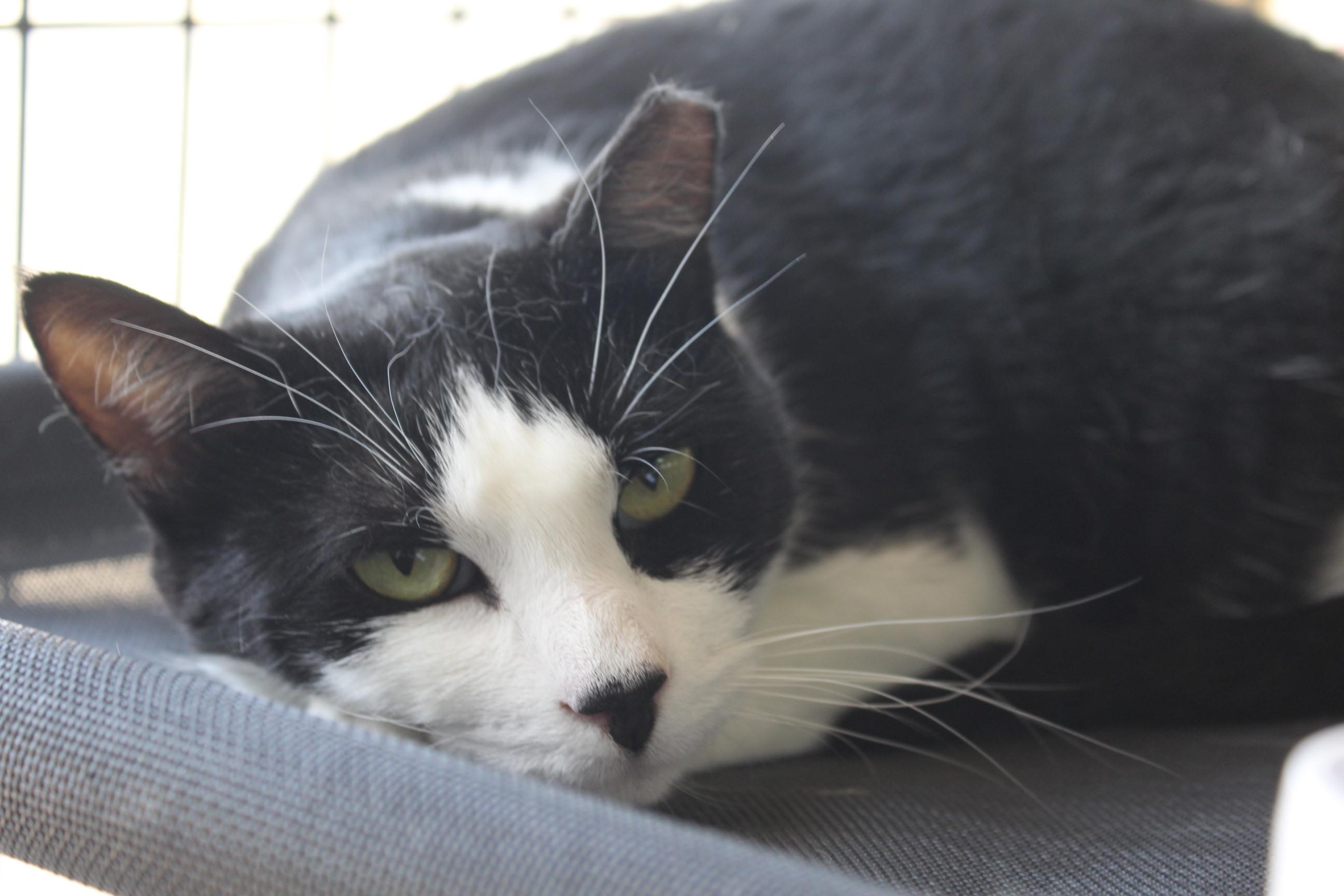 Chloe, an adoptable Domestic Short Hair in Yuma, AZ, 85364 | Photo Image 1
