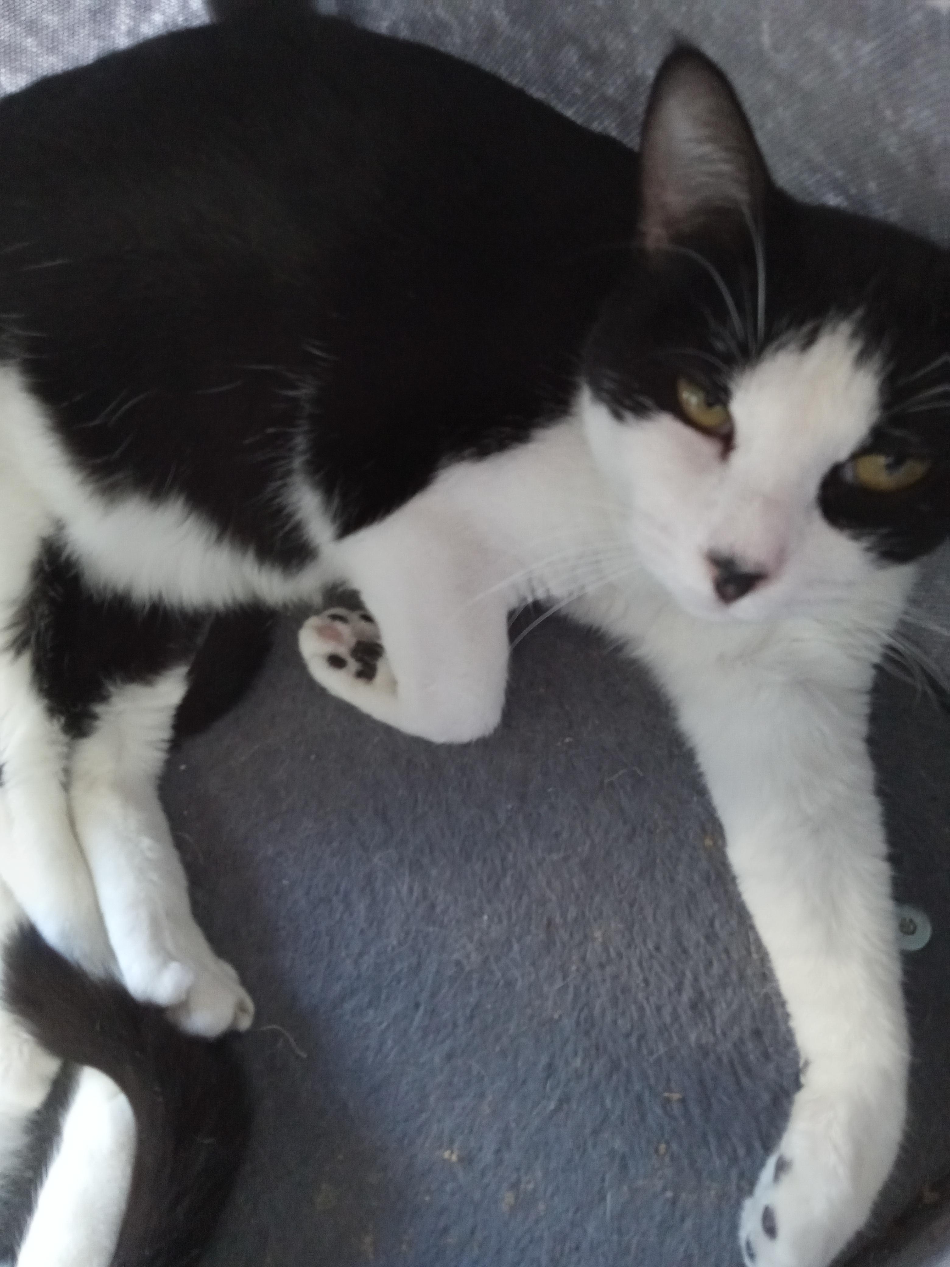 Chloe, a Adoptable Domestic Short Hair in Yuma, AZ image 4/5