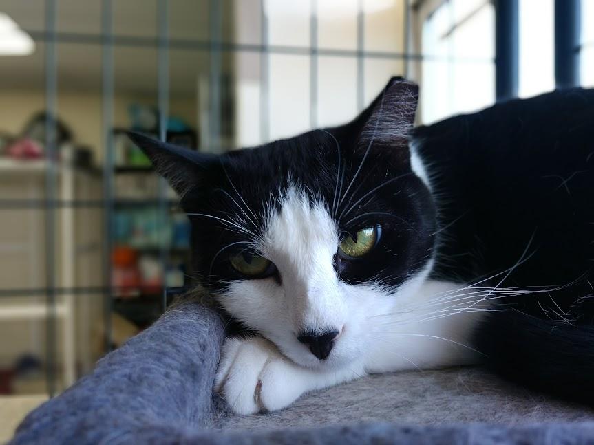 Chloe, an adoptable Domestic Short Hair in Yuma, AZ, 85364 | Photo Image 1