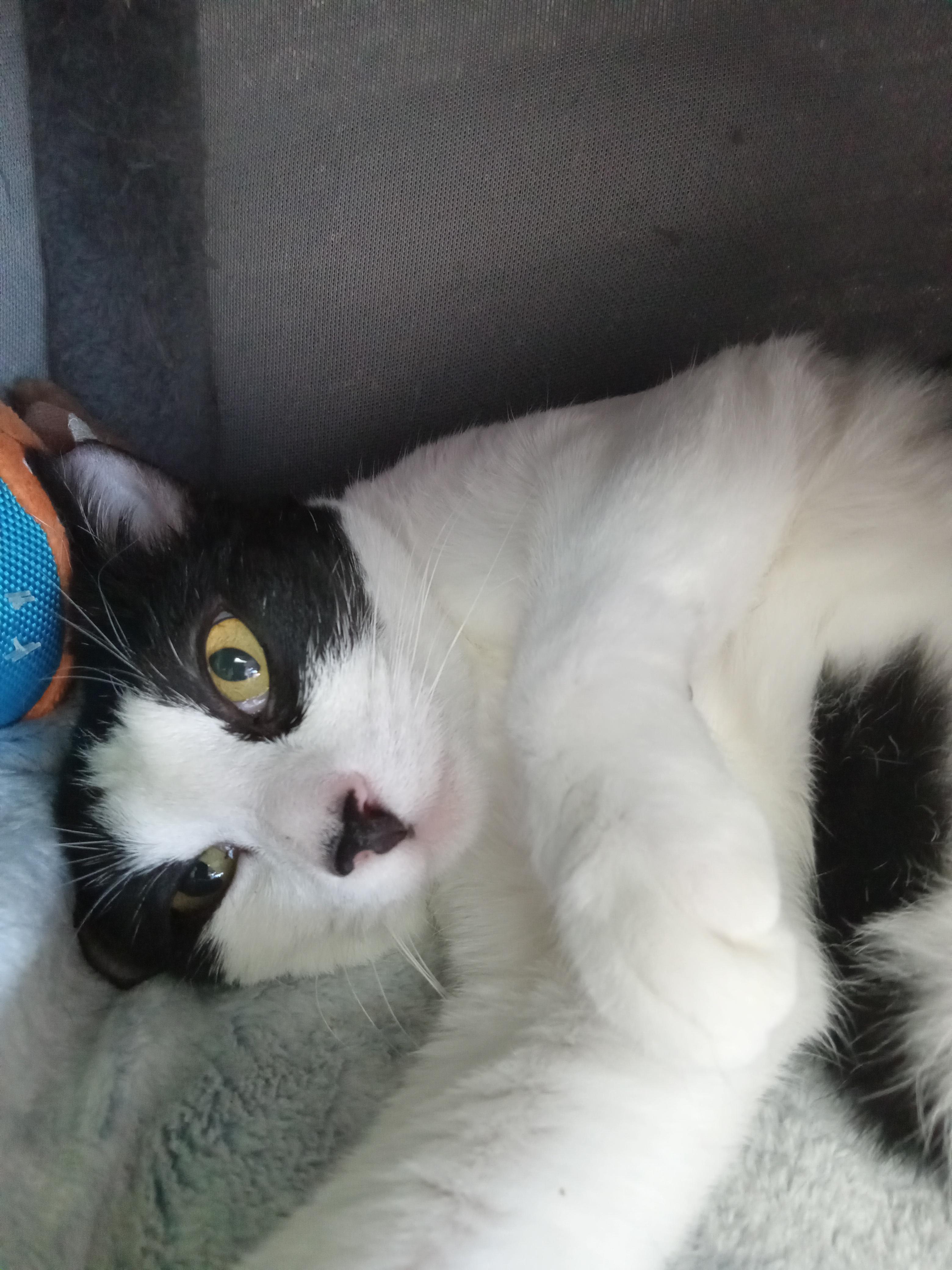 Chloe, a Adoptable Domestic Short Hair in Yuma, AZ image 5/5