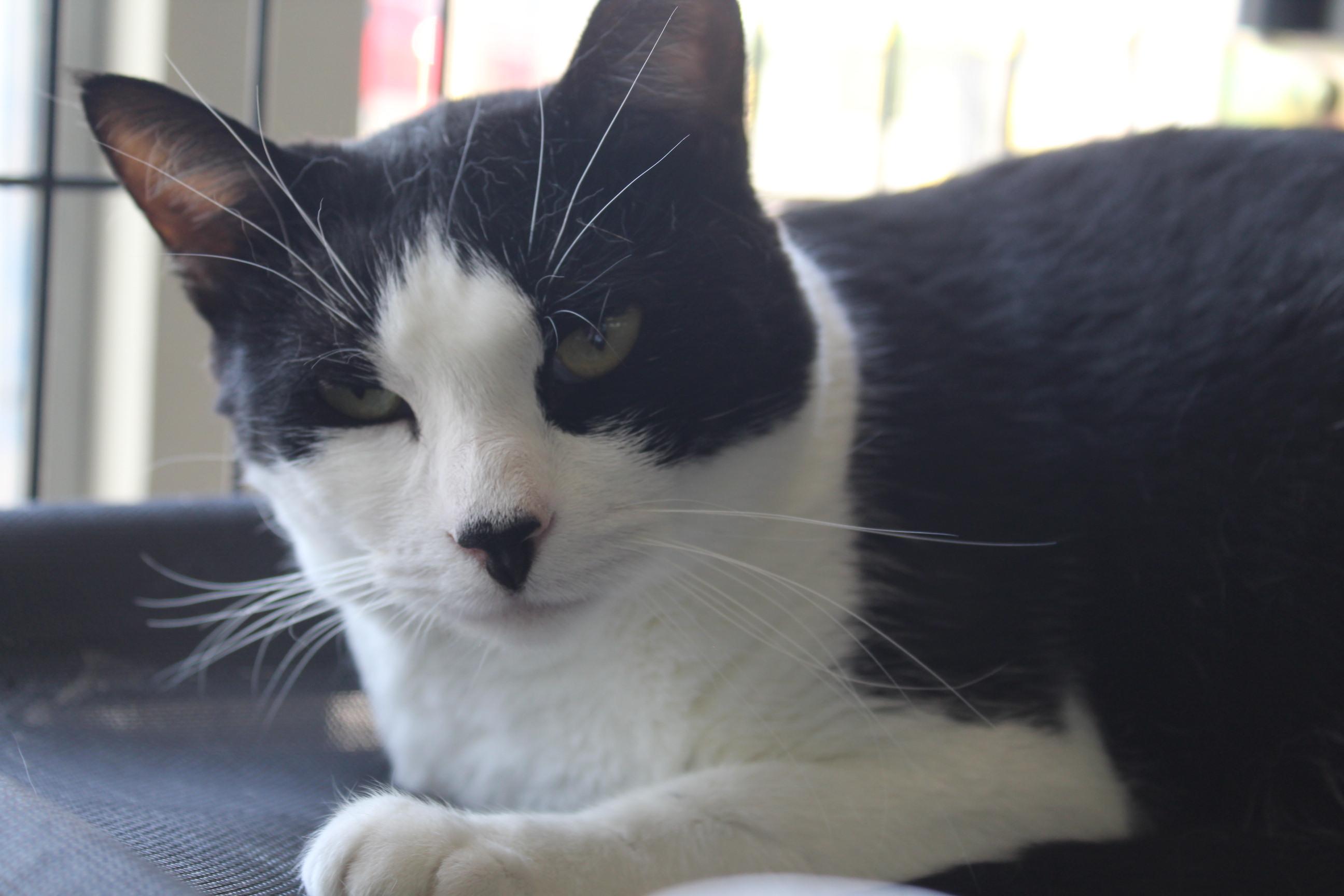 Chloe, a Adoptable Domestic Short Hair in Yuma, AZ image 3/5