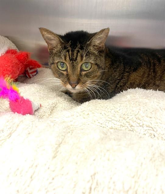 CUPCAKE, Adoptable, Senior Female Domestic Short Hair.