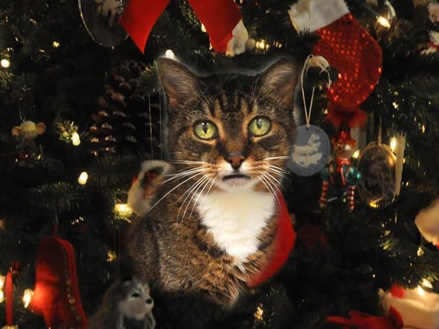 Enlarge CUPCAKE, a Adoptable Domestic Short Hair in Naples, FL image 1/1