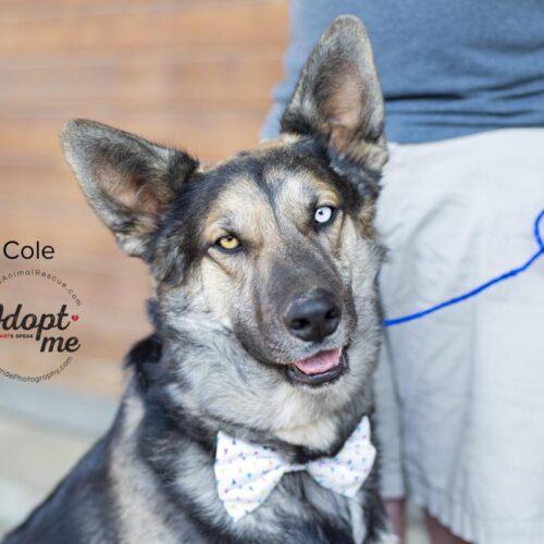 Cole, Adoptable, Young Male Siberian Husky & German Shepherd Dog.