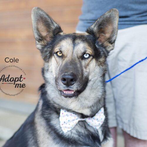 Cole, a Adoptable mixed breed in Bakersfield, CA image 2/5