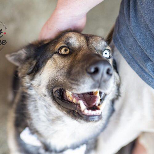 Cole, a Adoptable mixed breed in Bakersfield, CA image 3/5