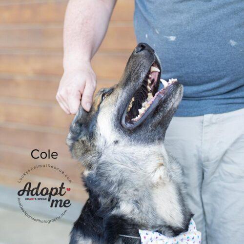 Cole, a Adoptable mixed breed in Bakersfield, CA image 4/5