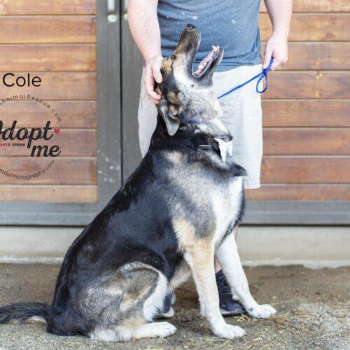 Cole, a Adoptable mixed breed in Bakersfield, CA image 5/5