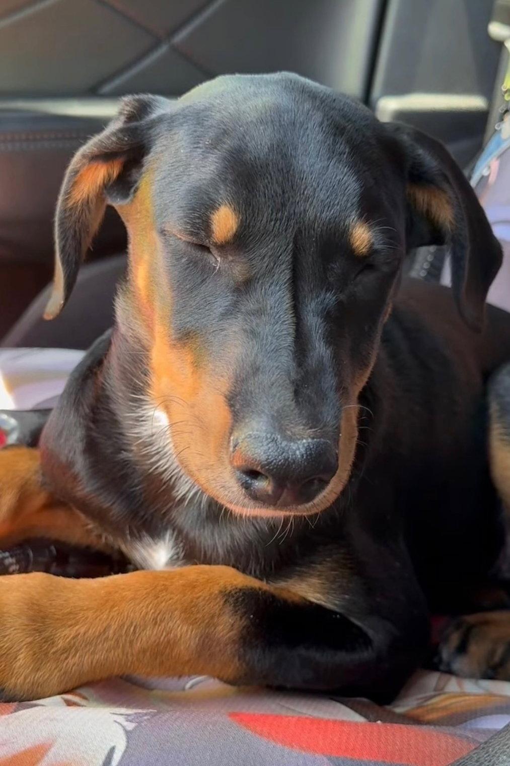 Susie Q 3567, Adoptable, Young Female Doberman Pinscher & Australian Cattle Dog / Blue Heeler.