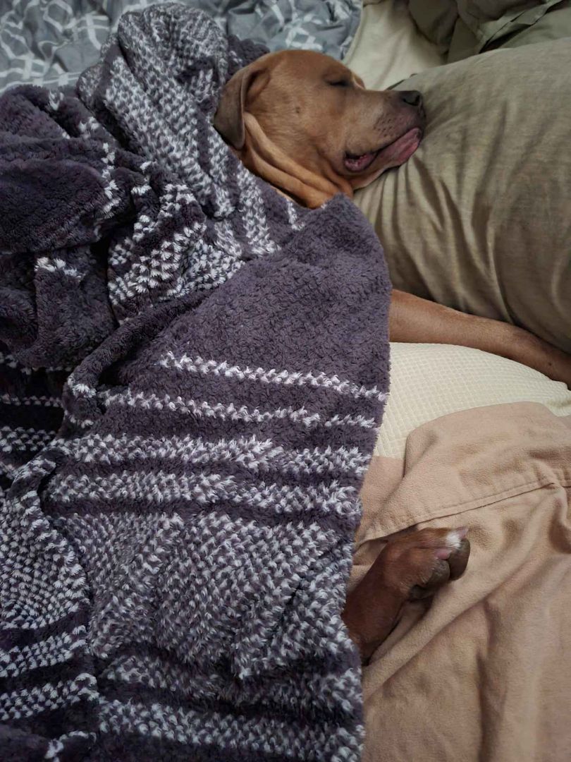 Fred, Adoptable, Adult Male Mixed Breed.