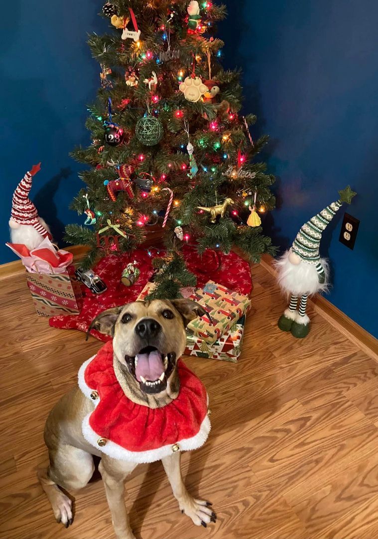 Enlarge Fred, a Adoptable mixed breed in Crown Point, IN image 2/5