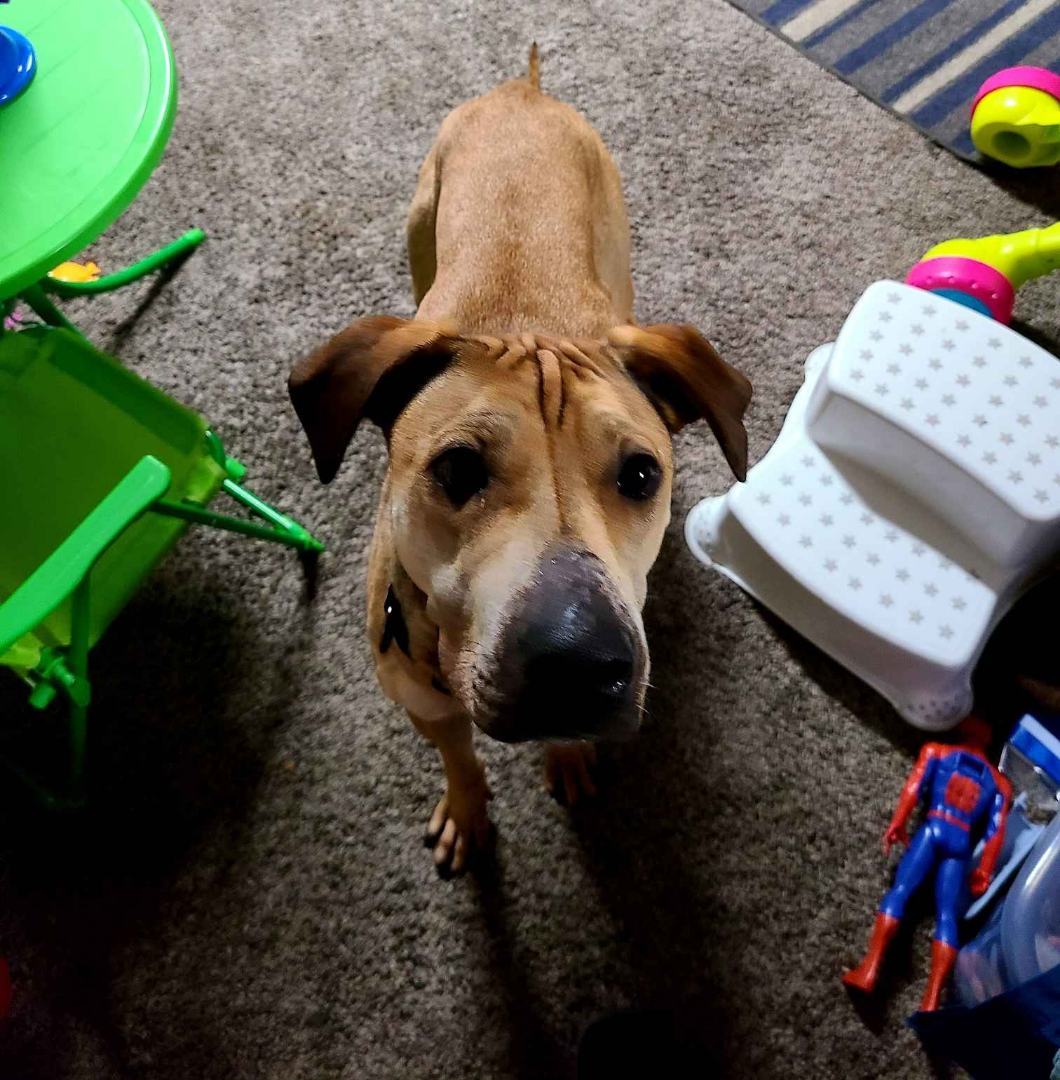 Enlarge Fred, a Adoptable mixed breed in Crown Point, IN image 3/5