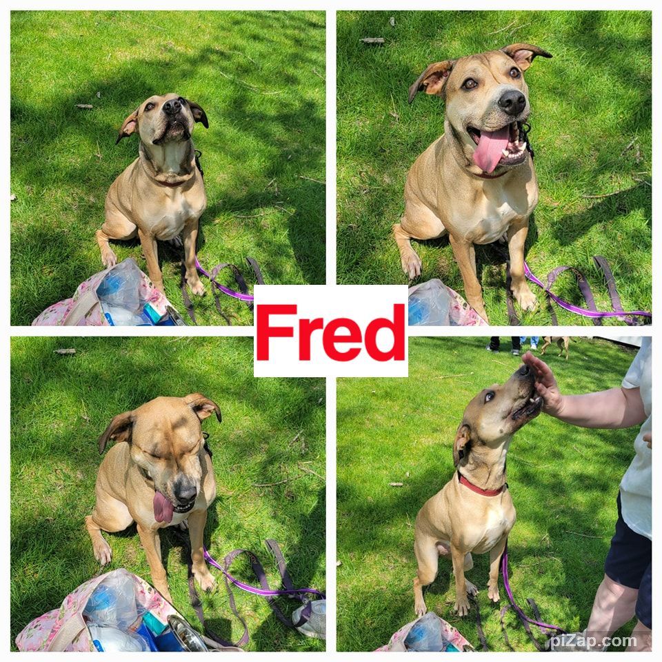 Enlarge Fred, a Adoptable mixed breed in Crown Point, IN image 4/5