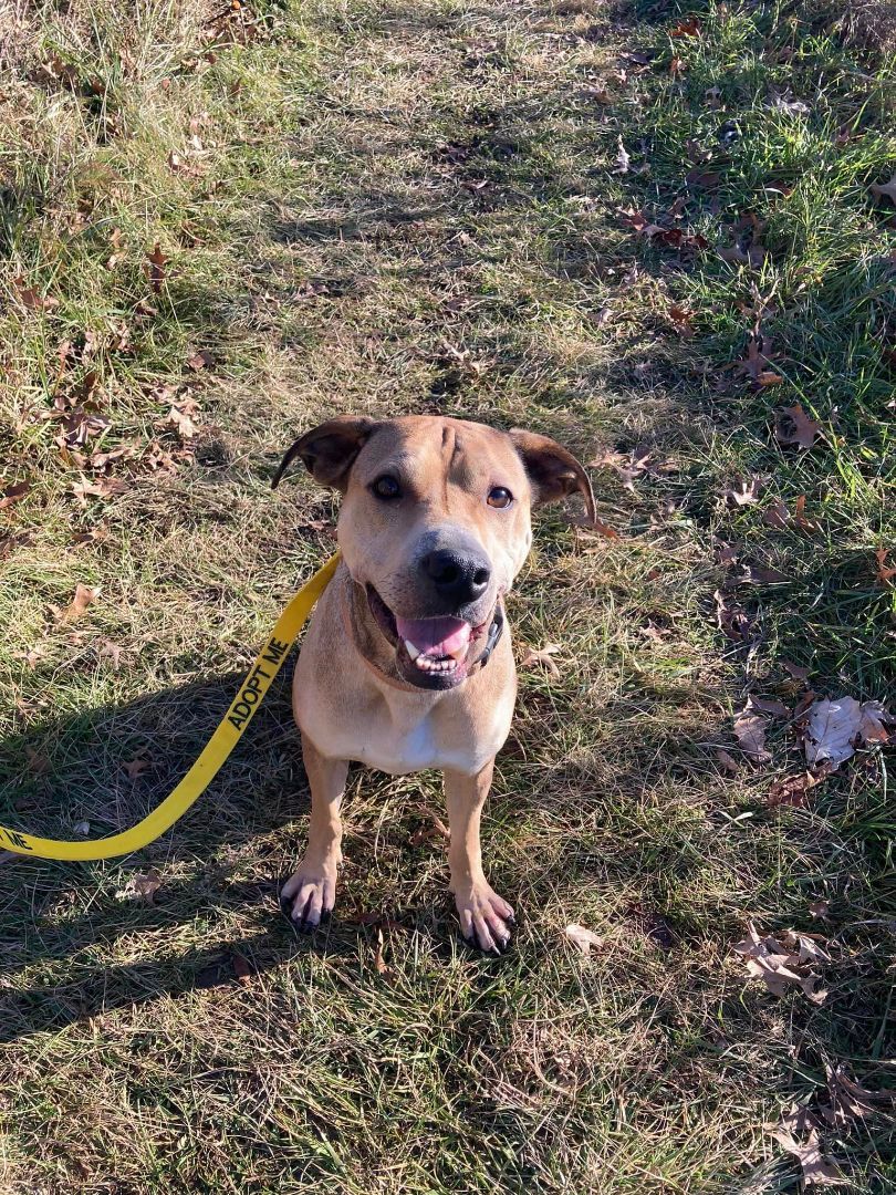 Enlarge Fred, a Adoptable mixed breed in Crown Point, IN image 5/5