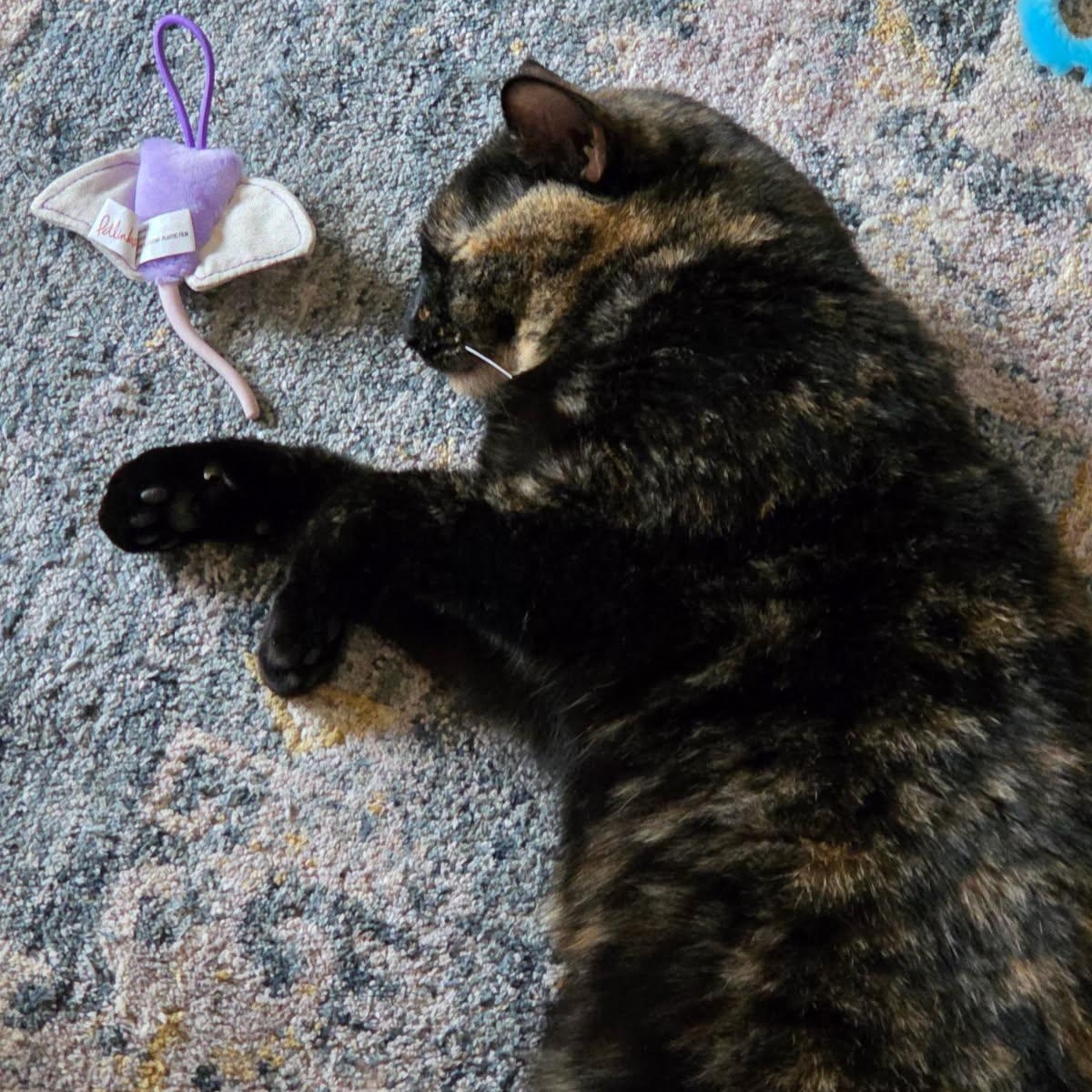 Luna-Tortie with Loving Heart & Playful Spirit, a Adoptable Domestic Short Hair in Laurel, MD image 5/5