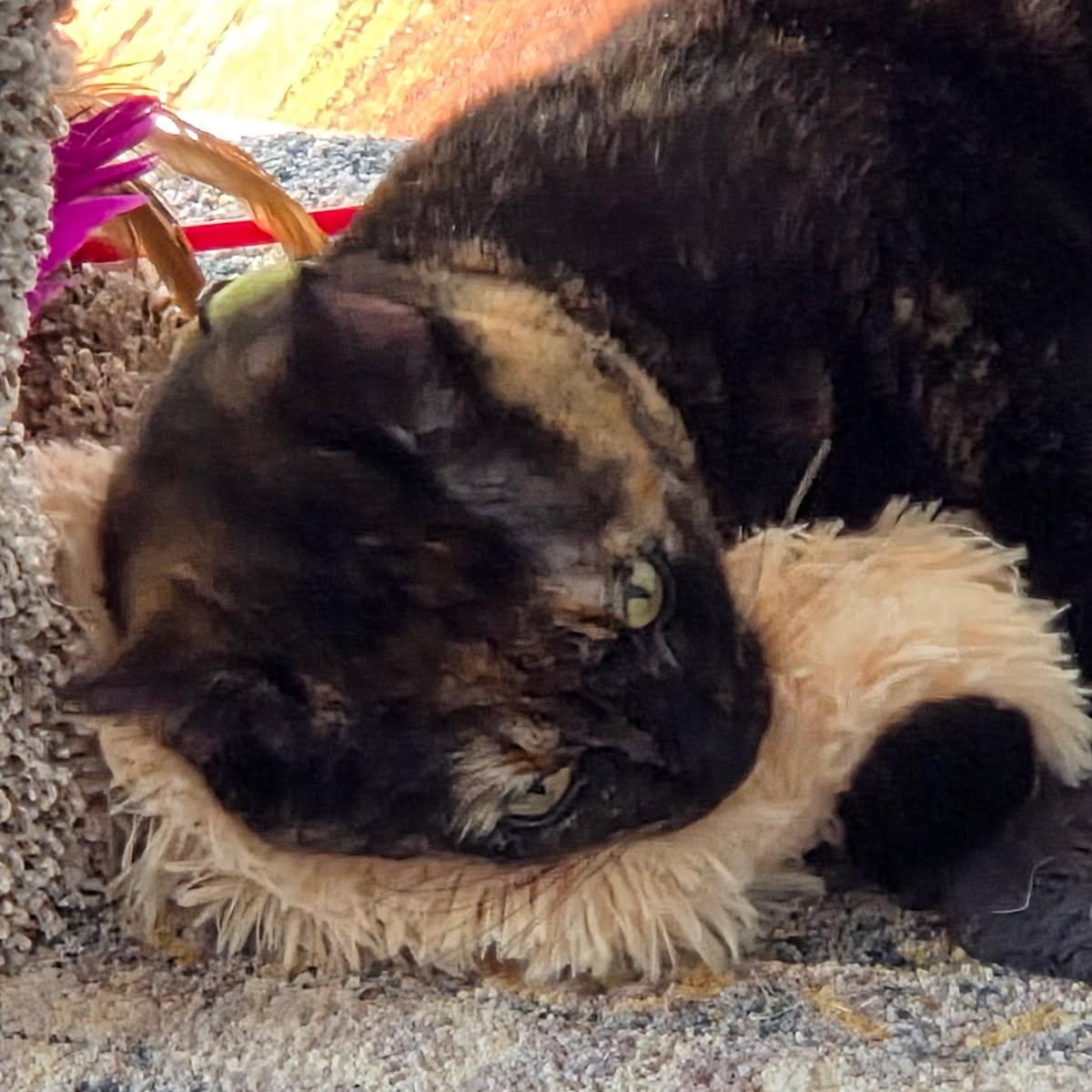 Luna-Tortie with Loving Heart & Playful Spirit, a Adoptable Domestic Short Hair in Laurel, MD image 3/5