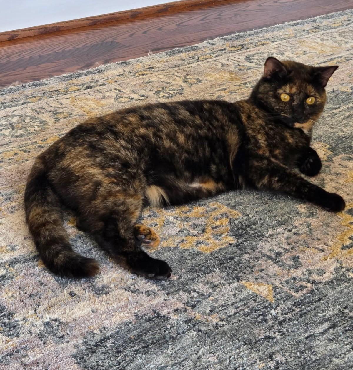 Luna-Tortie with Loving Heart & Playful Spirit, a Adoptable Domestic Short Hair in Laurel, MD image 2/5