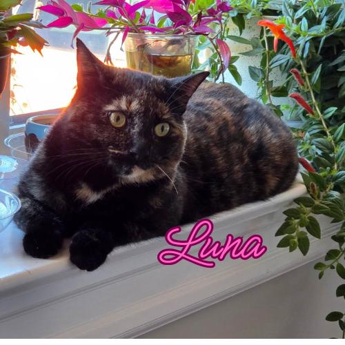Luna-Tortie with Loving Heart & Playful Spirit, Adoptable, Young Female Domestic Short Hair.