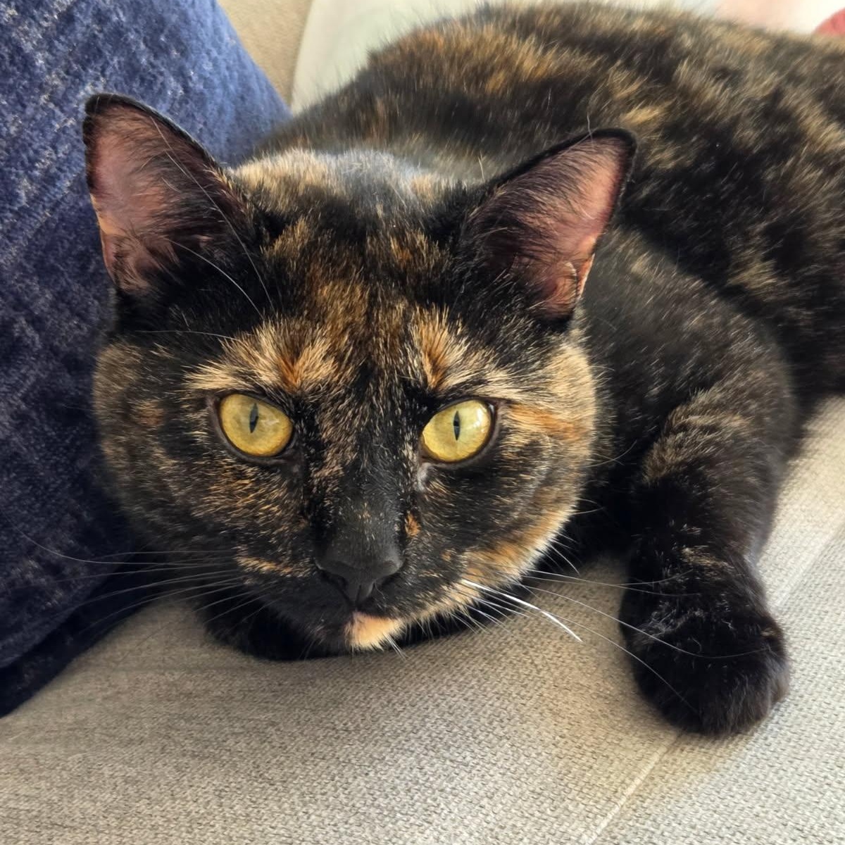 Luna-Tortie with Loving Heart & Playful Spirit, a Adoptable Domestic Short Hair in Laurel, MD image 4/5