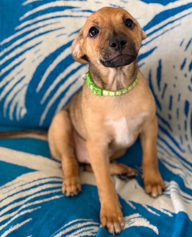 Harold, a Adoptable mixed breed in Van Nuys, CA image 1/6
