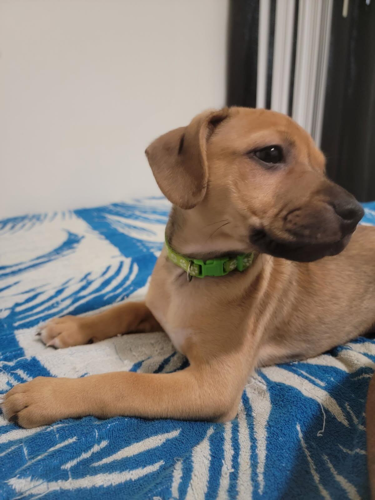 Harold, a Adoptable mixed breed in Van Nuys, CA image 2/6