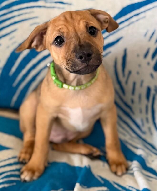 Harold, a Adoptable mixed breed in Van Nuys, CA image 3/6