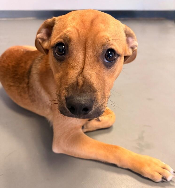 Harold, a Adoptable mixed breed in Van Nuys, CA image 4/6