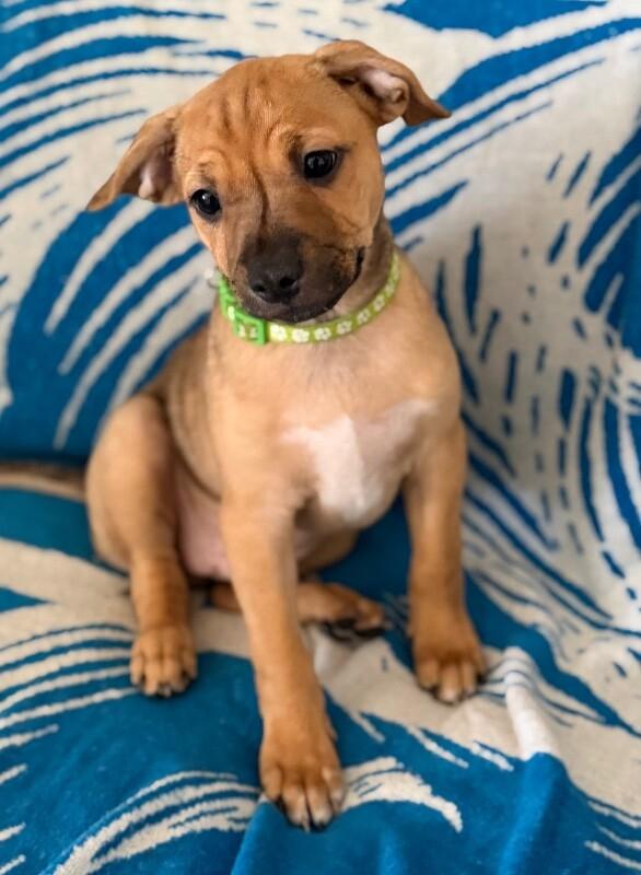 Harold, a Adoptable mixed breed in Van Nuys, CA image 5/6