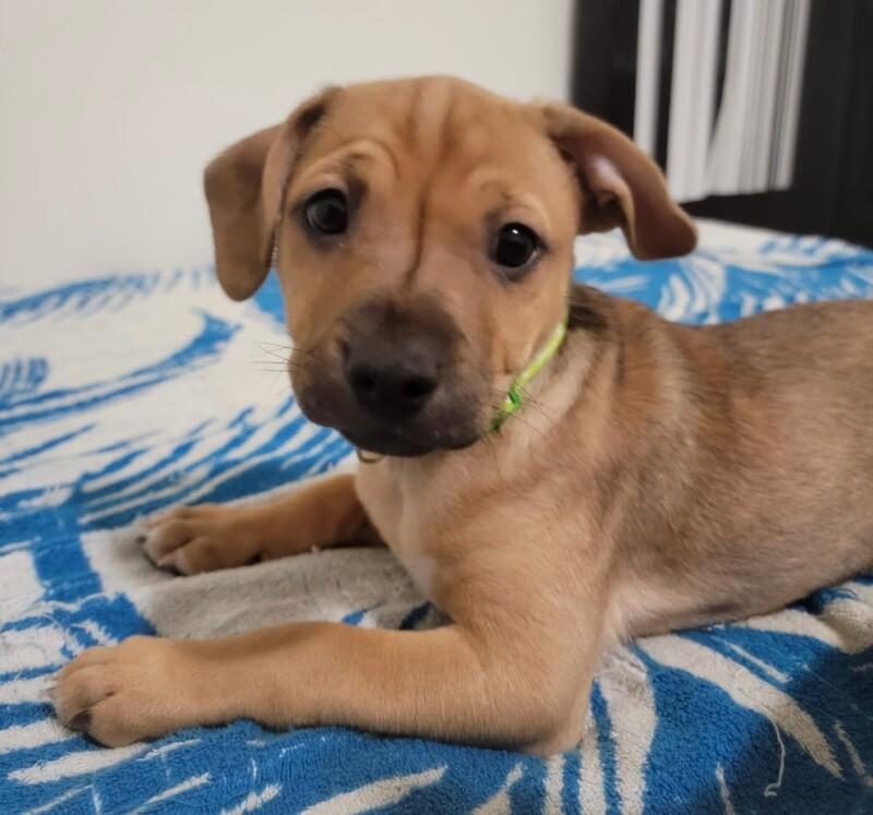 Harold, a Adoptable mixed breed in Van Nuys, CA image 6/6