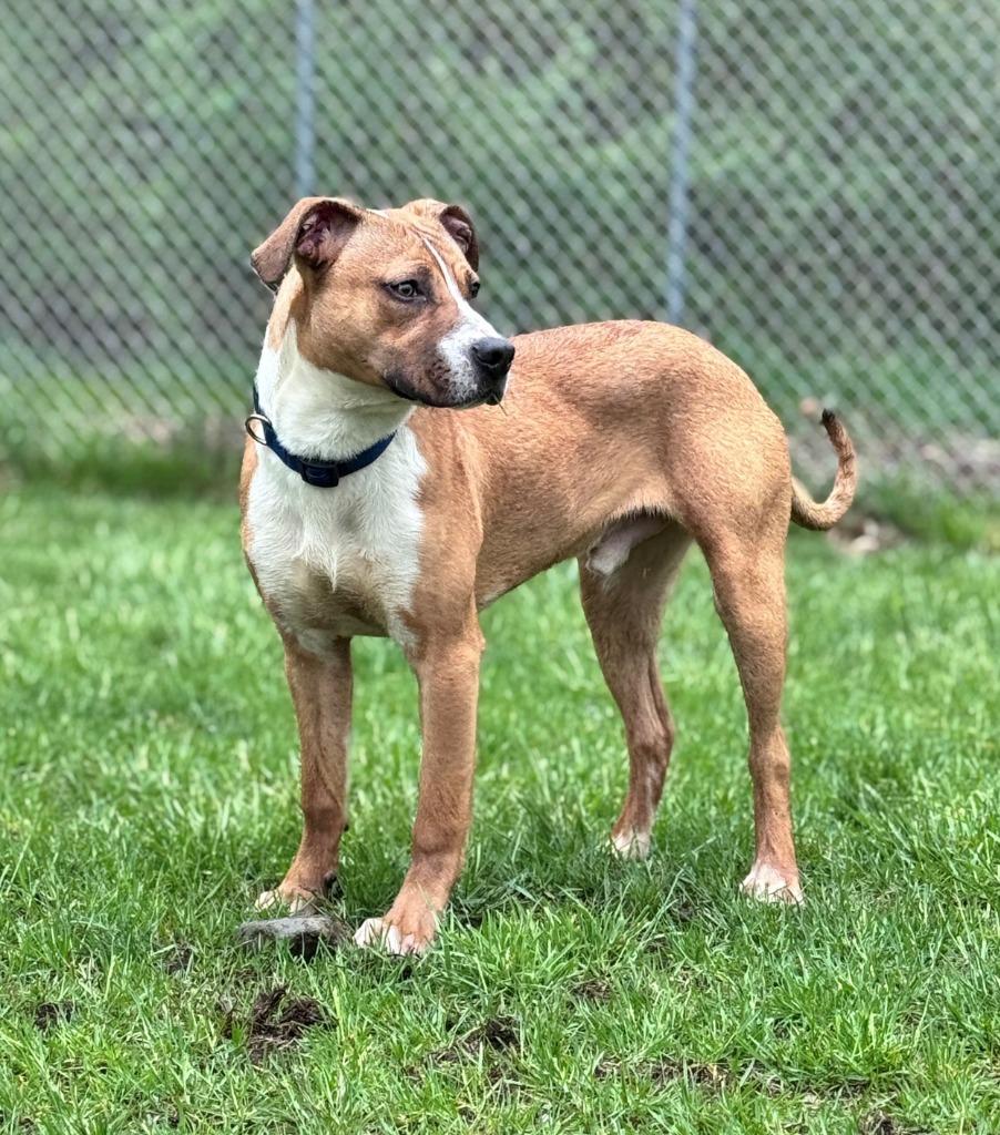 SNOOPY, Adoptable, Puppy Male Pit Bull Terrier & Labrador Retriever.