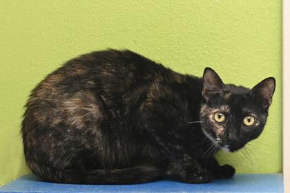 Tortilla, an adoptable Domestic Short Hair in Baton Rouge, LA_image-1