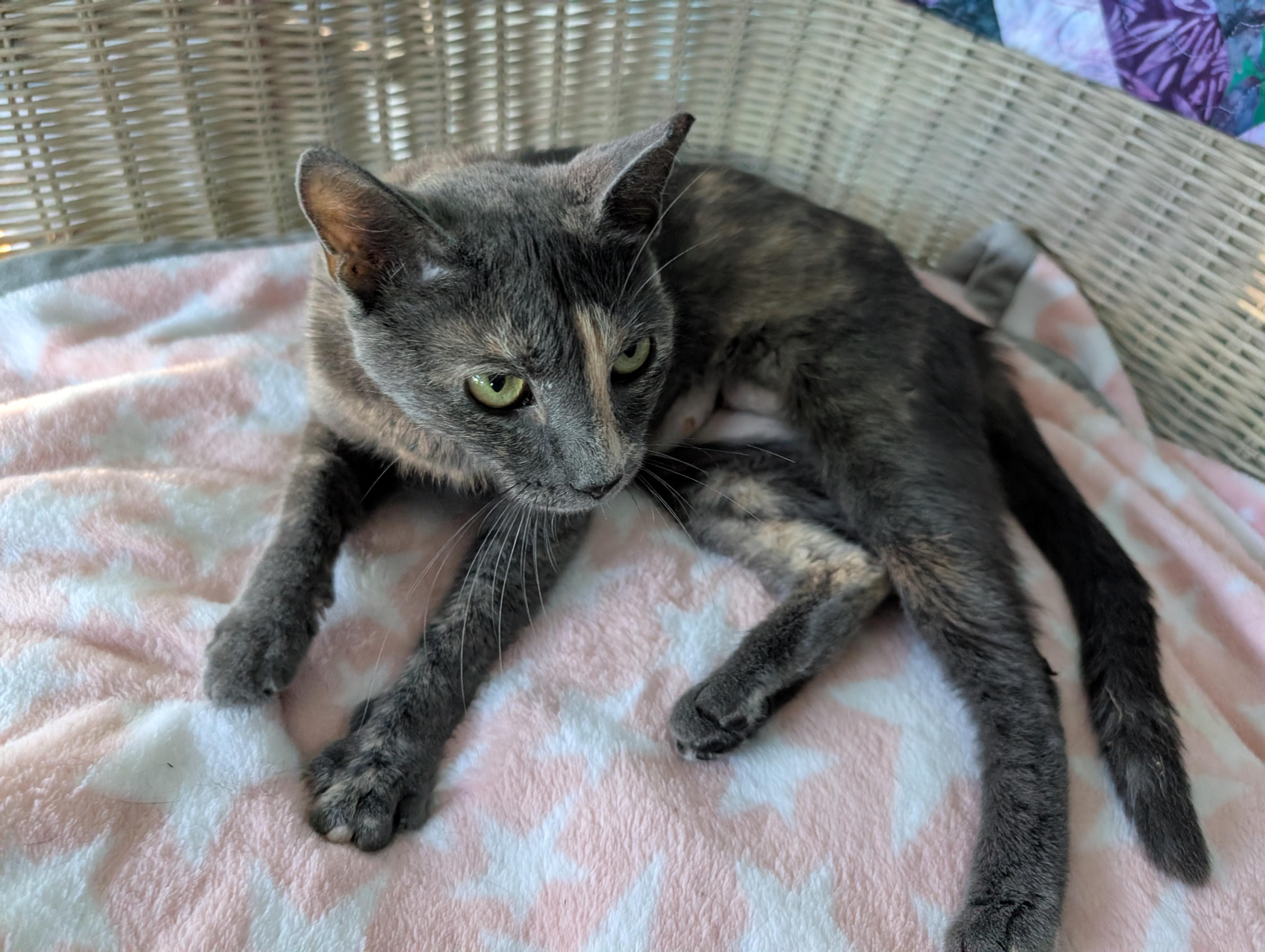 Enlarge Ziva, a Adopted Dilute Tortoiseshell in Cedars, PA image 3/4