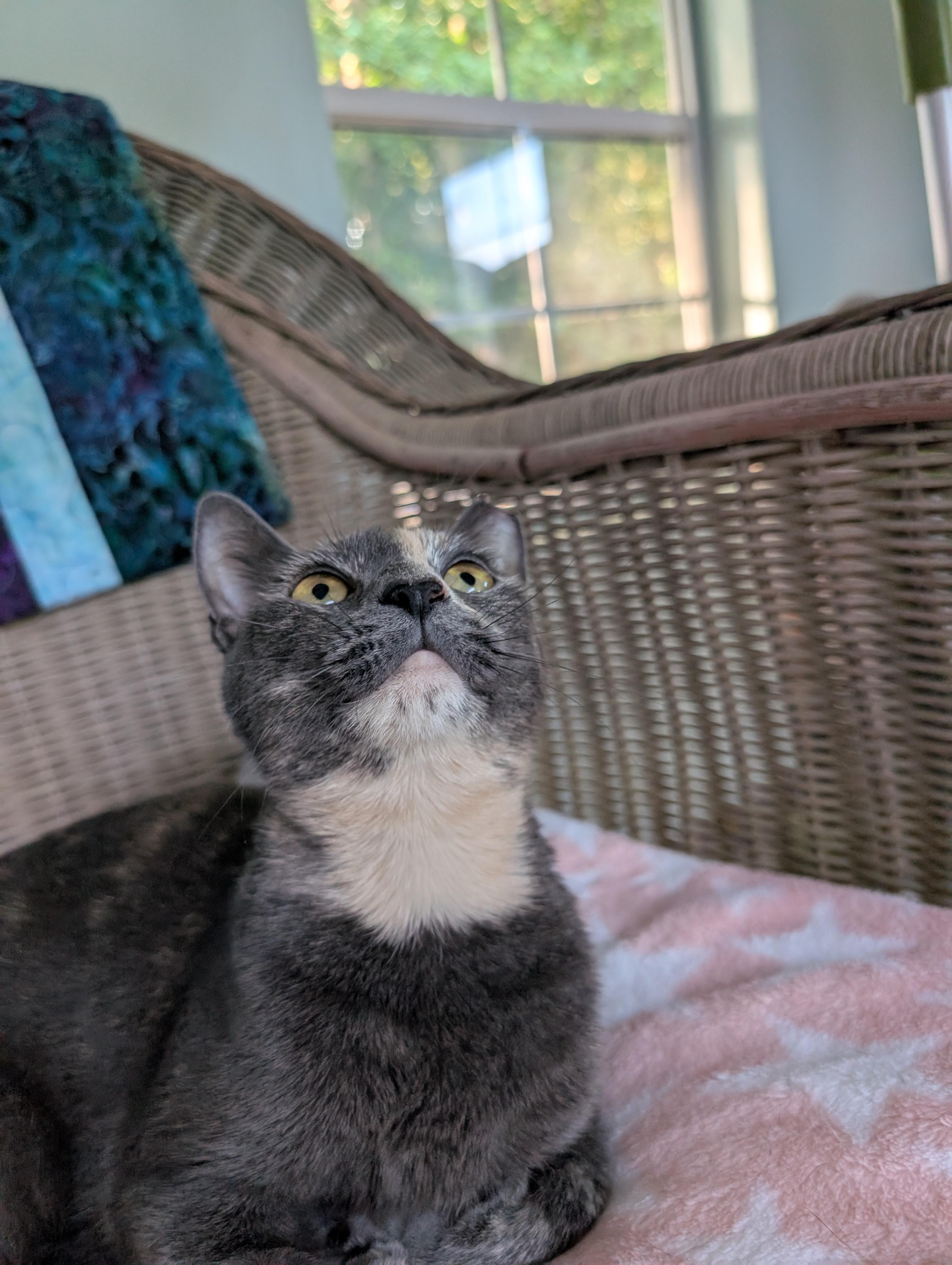Enlarge Ziva, a Adopted Dilute Tortoiseshell in Cedars, PA image 2/4