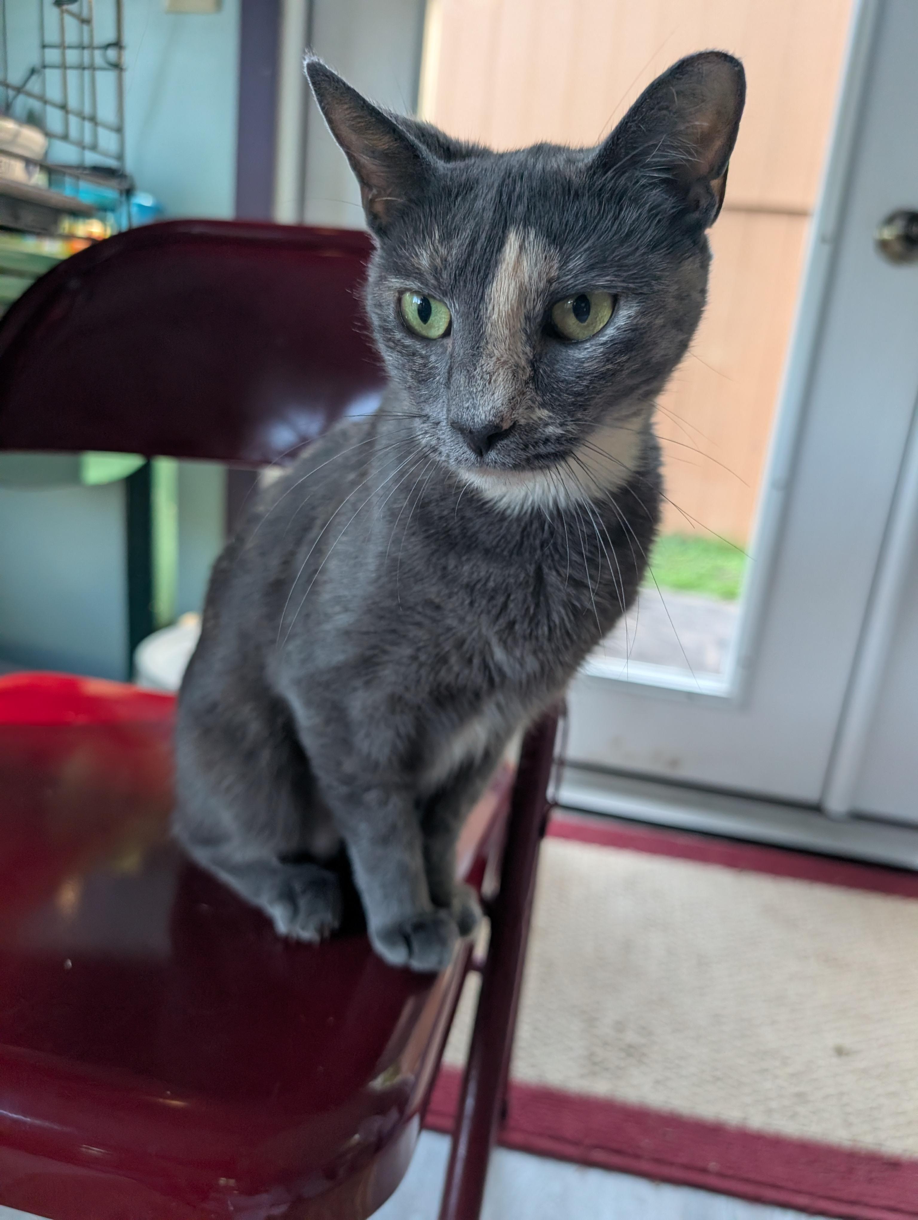 Enlarge Ziva, a Adopted Dilute Tortoiseshell in Cedars, PA image 4/4