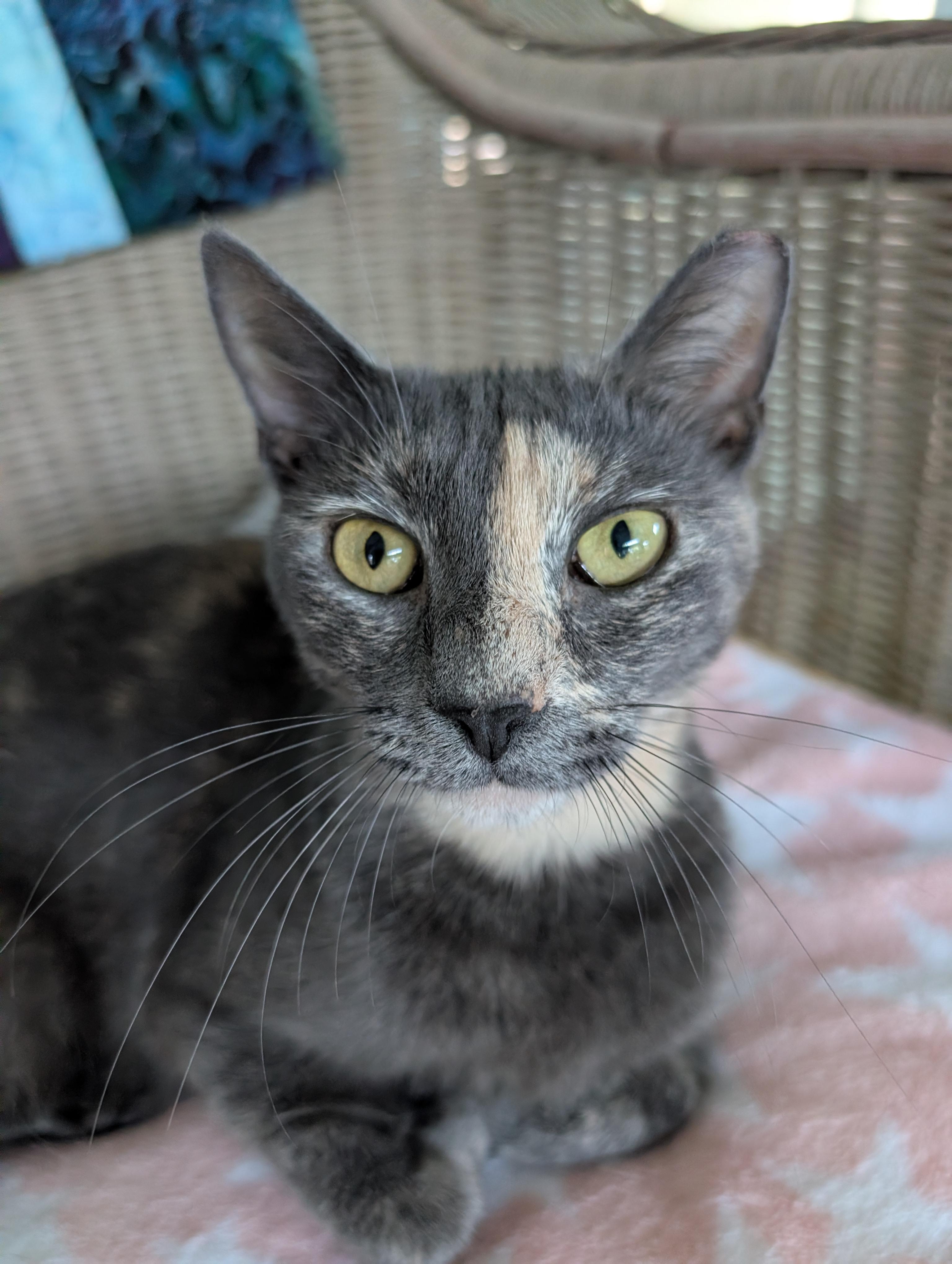 Ziva, Adopted, Adult Female Dilute Tortoiseshell.