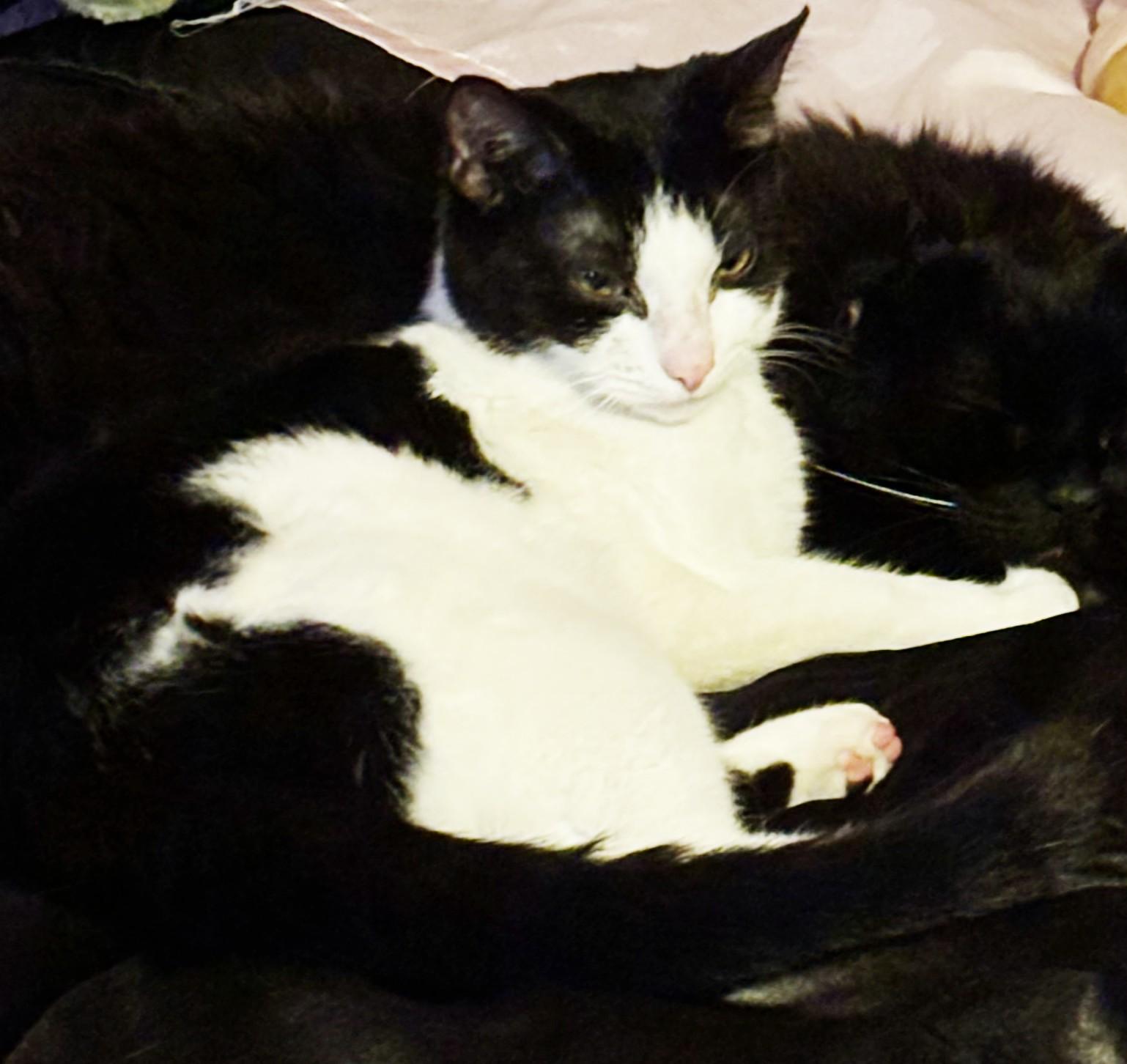 Enlarge AKI, a ADOPTABLE mixed breed in Tucson, AZ image 2/2