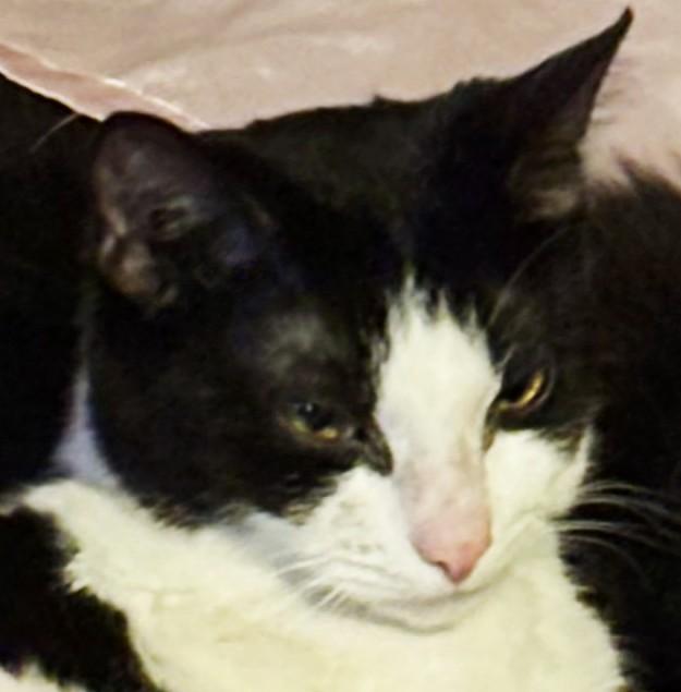 Enlarge AKI, a ADOPTABLE mixed breed in Tucson, AZ image 1/2