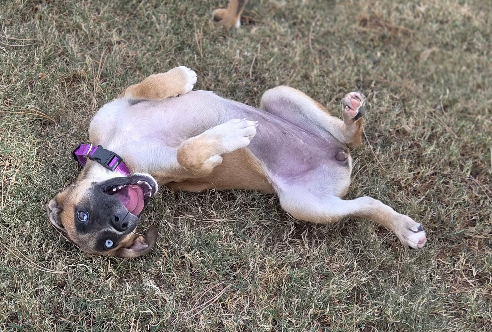 Enlarge Maddie, a Adoptable mixed breed in Grove, OK image 4/5