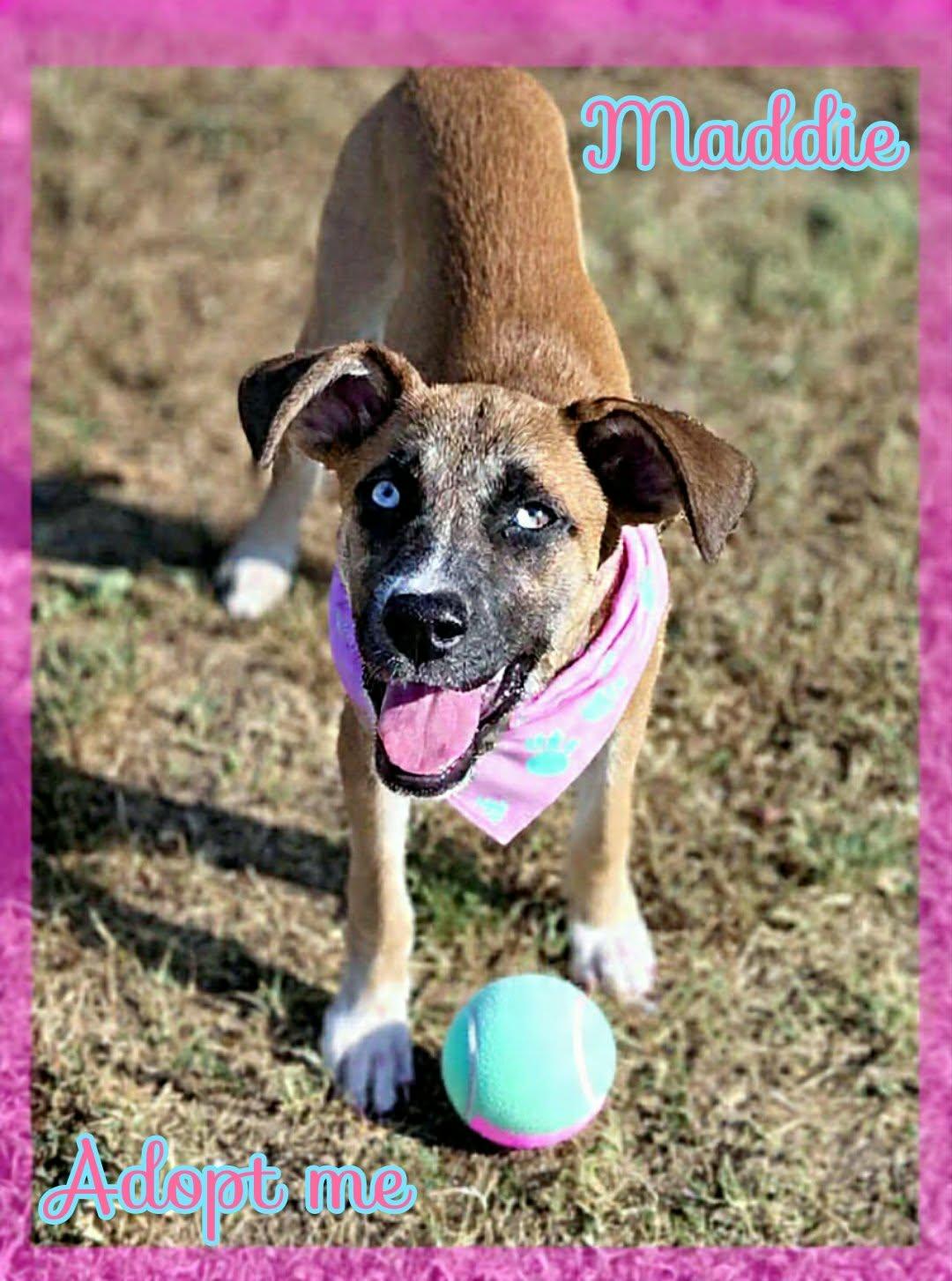 Enlarge Maddie, a Adoptable mixed breed in Grove, OK image 2/5