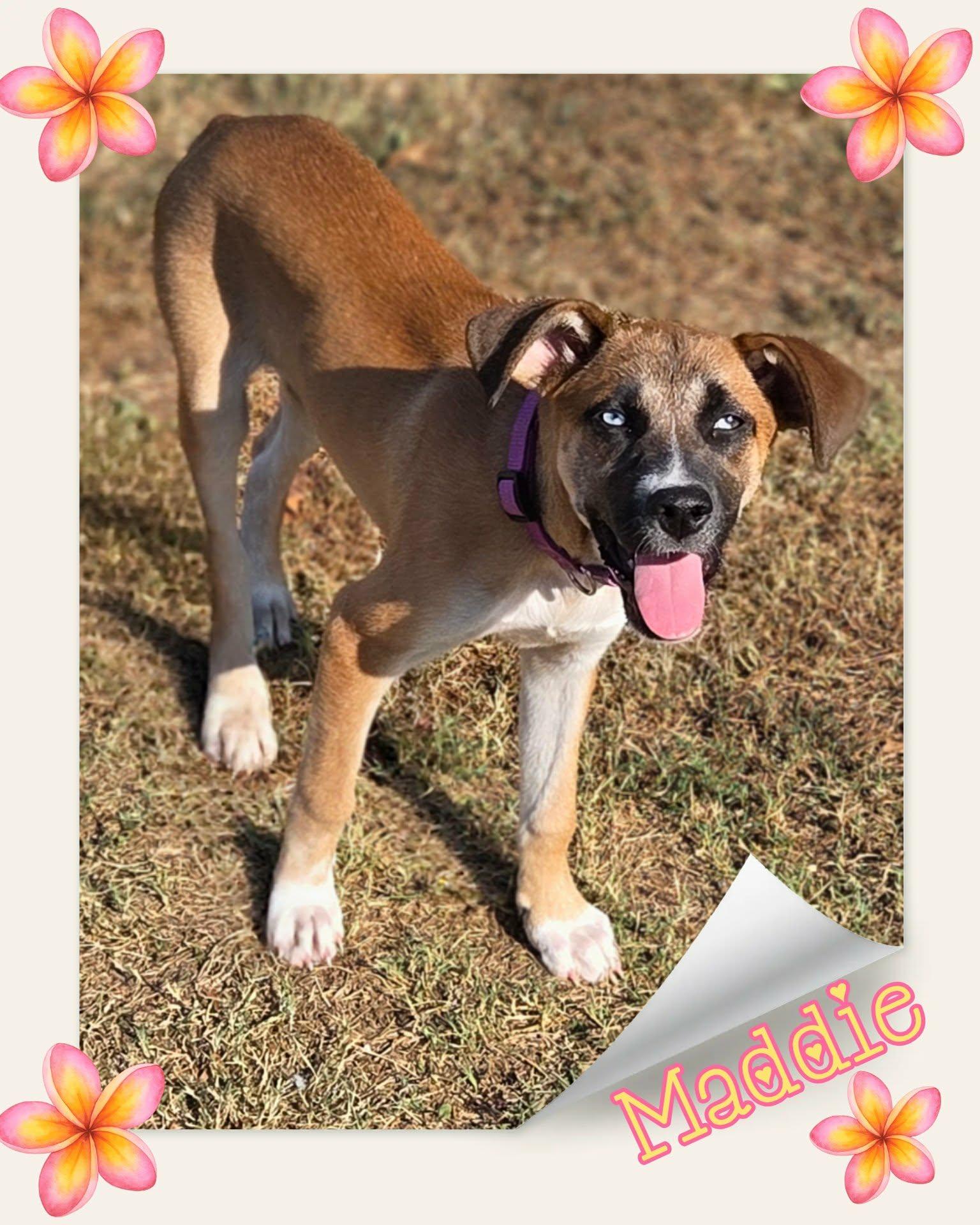 Maddie, Adoptable, Young Female Australian Shepherd & Boxer.
