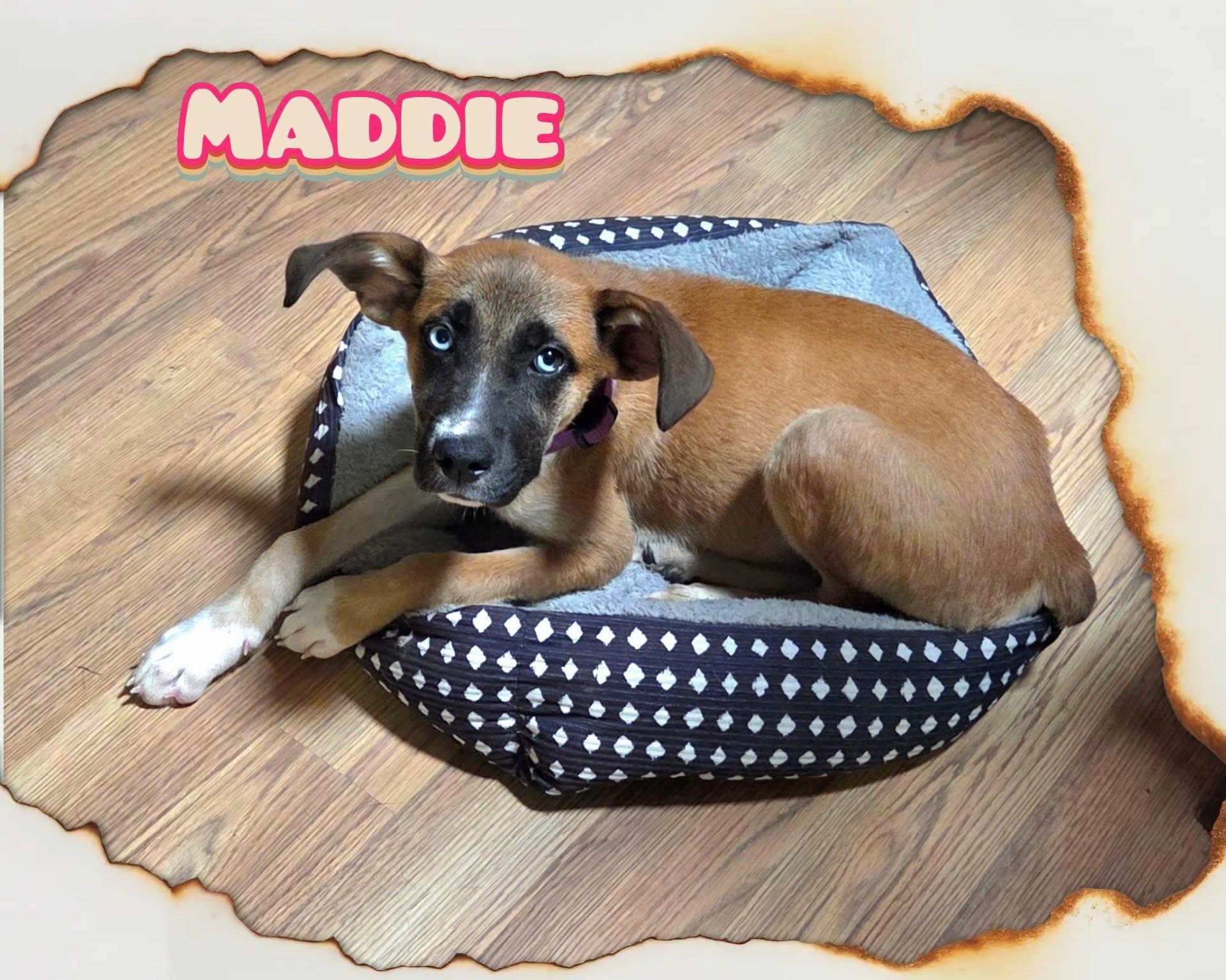 Enlarge Maddie, a Adoptable mixed breed in Grove, OK image 5/5