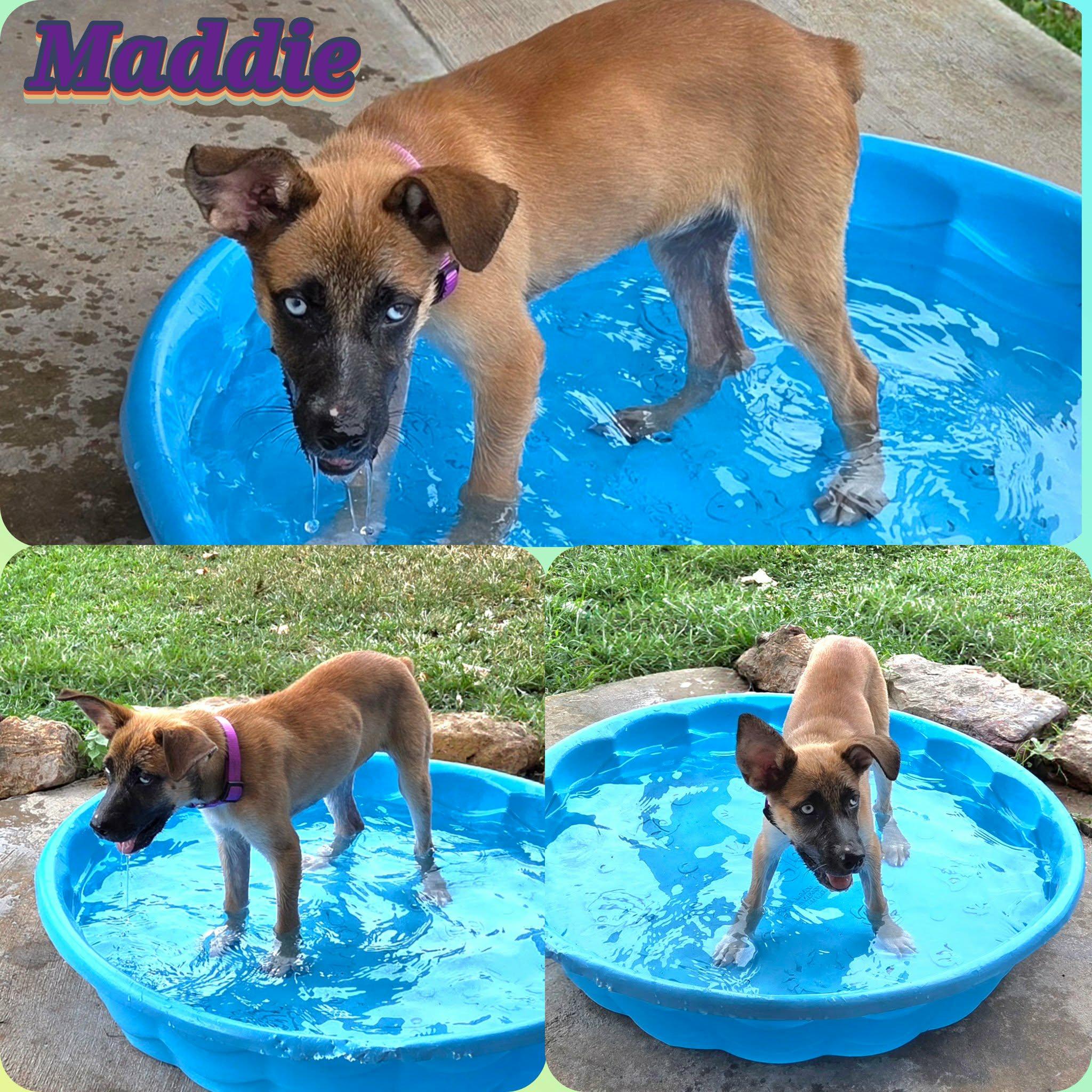 Enlarge Maddie, a Adoptable mixed breed in Grove, OK image 3/5
